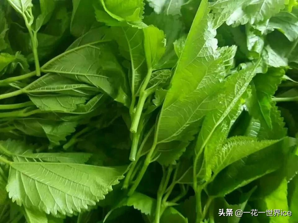 极品草根最新章节——探寻普通人不凡之路