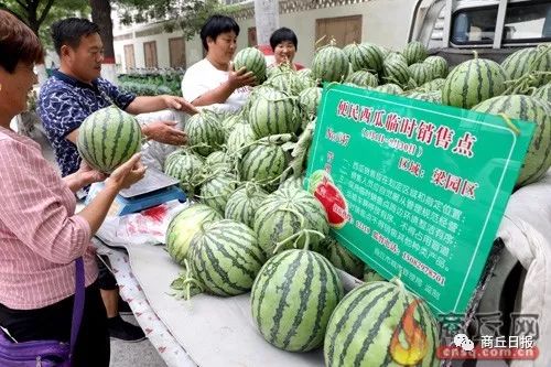 商丘市最新水果价格概览，聚焦310国道的果品市场动向