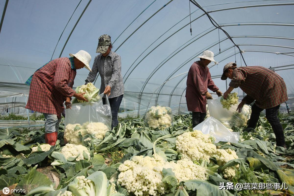 今日土豆最新价格，市场动态与影响因素分析