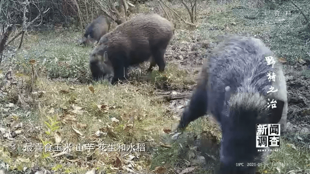 野猪撸最新地址，探索与保护的重要性